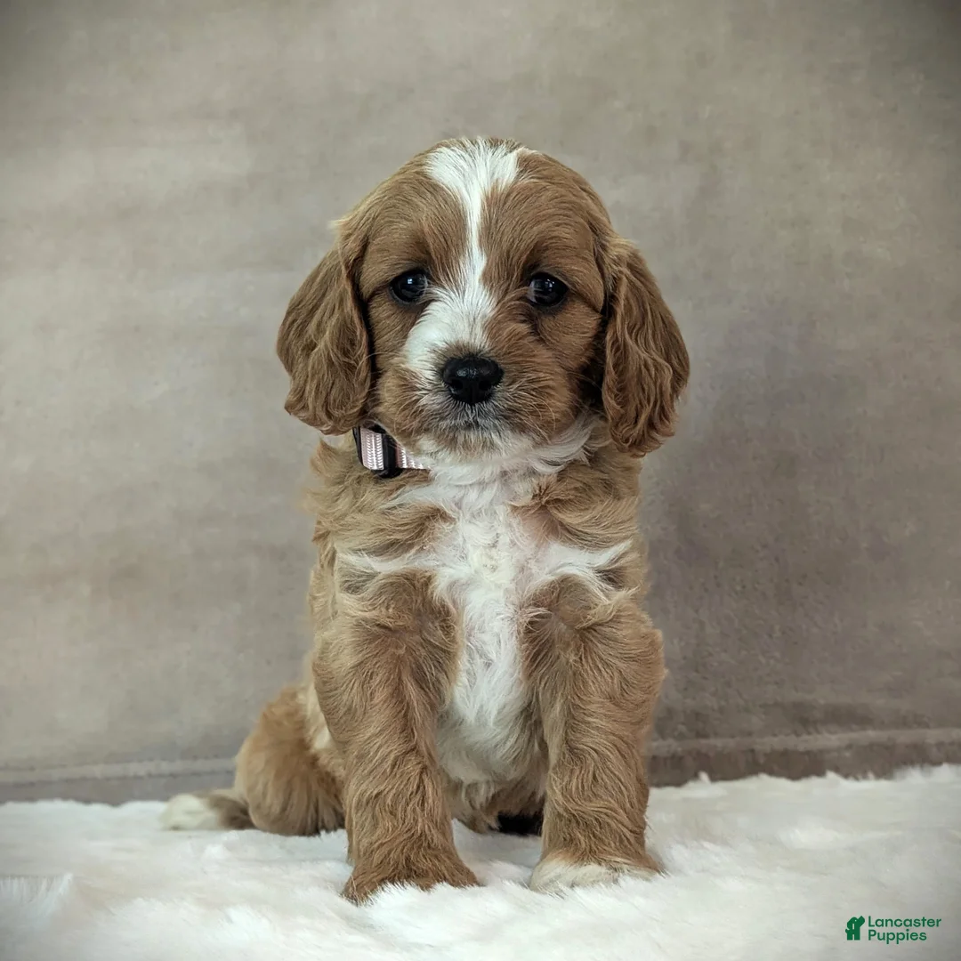Cavapoo dogs for sale: Lily - Ad 2