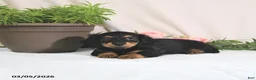 Miniature Dachshund dogs for sale: Ember - Ad 4