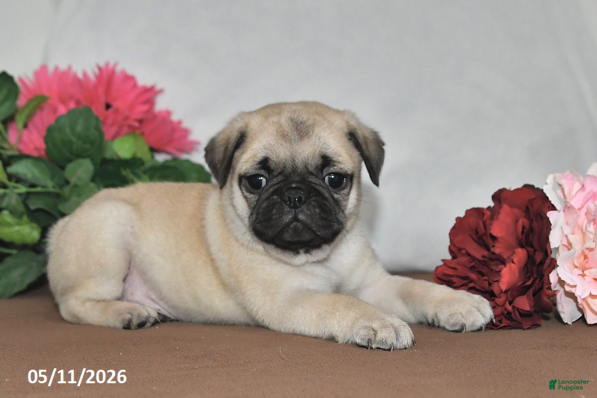 Pug dogs Sunshine - Ad 2
