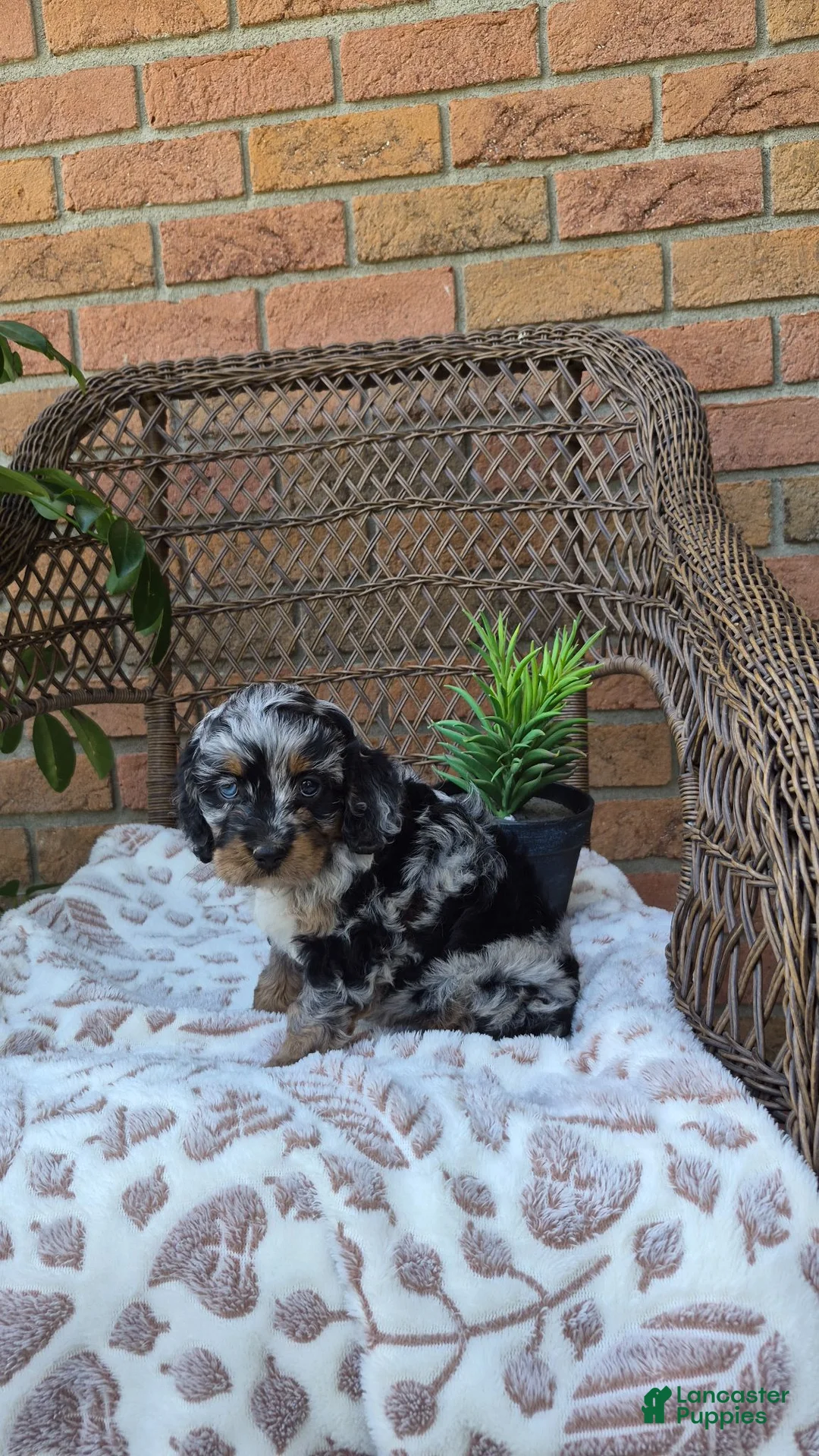 Cockapoo dogs for sale: Ruby - Ad 1
