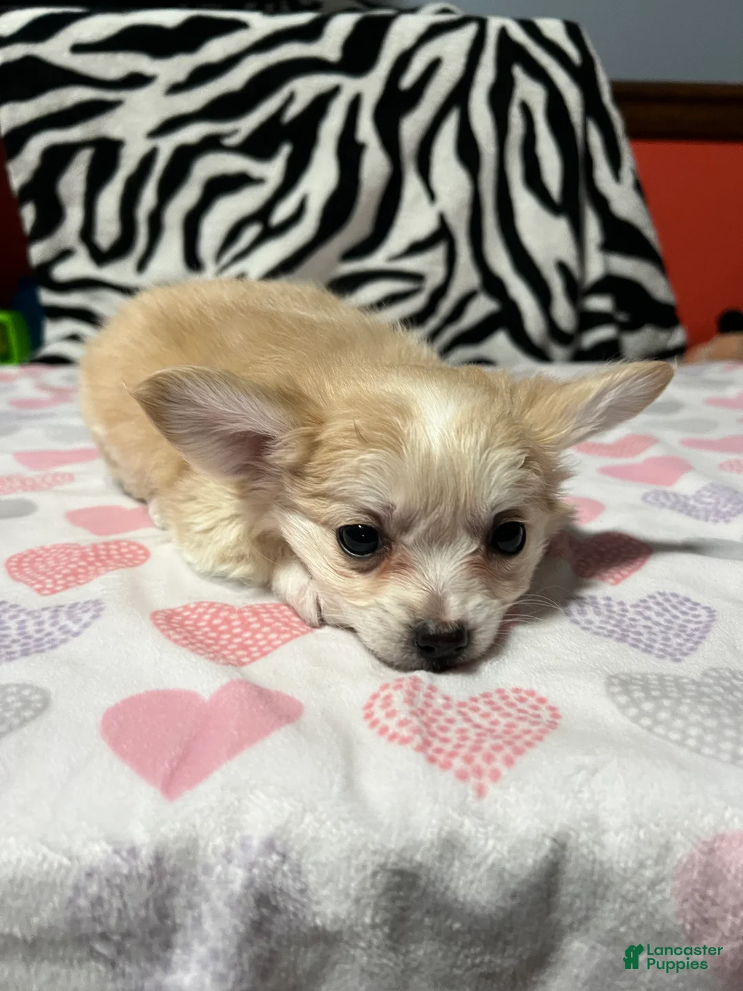 Papillon dogs for sale: Ozzy - Ad 11