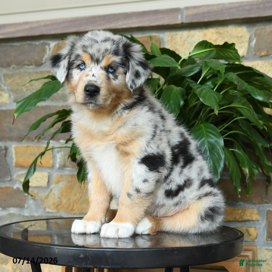 Australian Shepherd dogs Macy - Ad 1