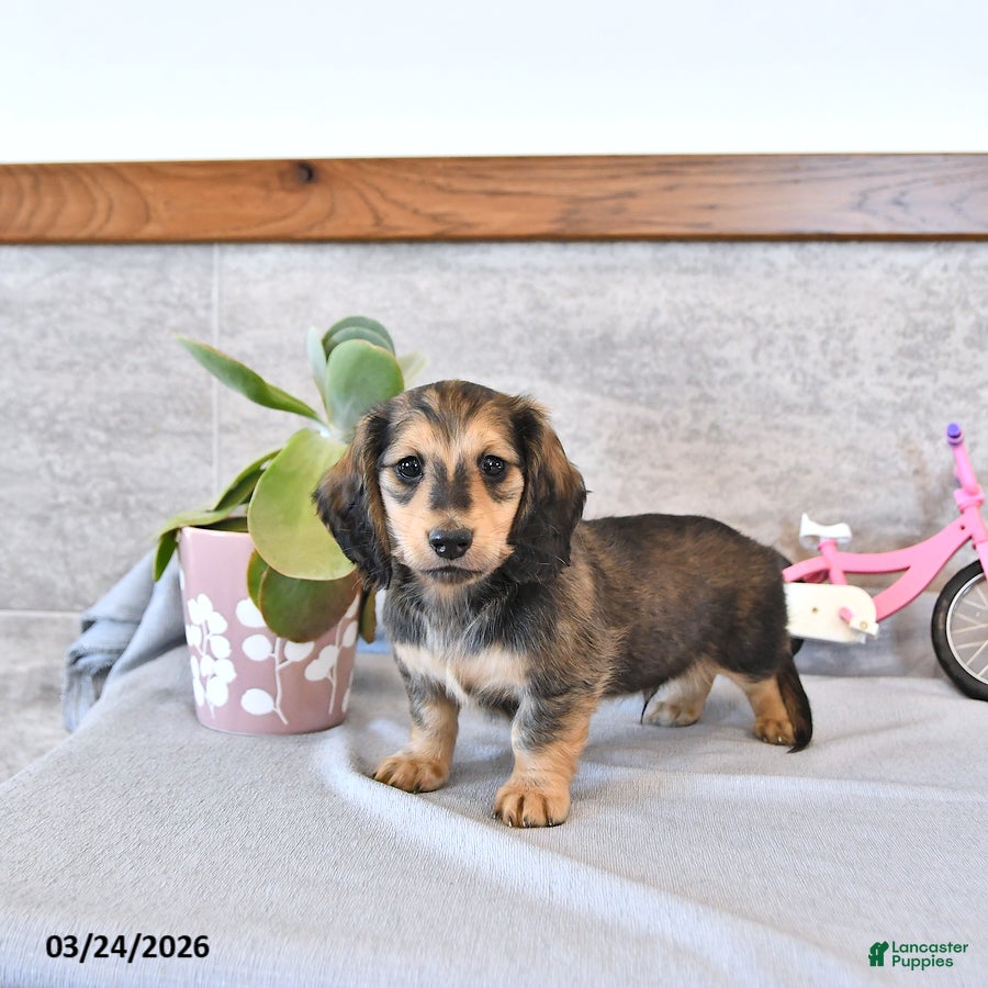 Miniature Dachshund dogs Braxton - Ad 1