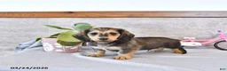 Miniature Dachshund dogs for sale: Braxton - Ad 12