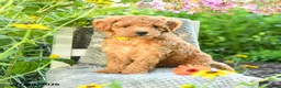 Maltipoo dogs for sale: Sunflower - Ad 2