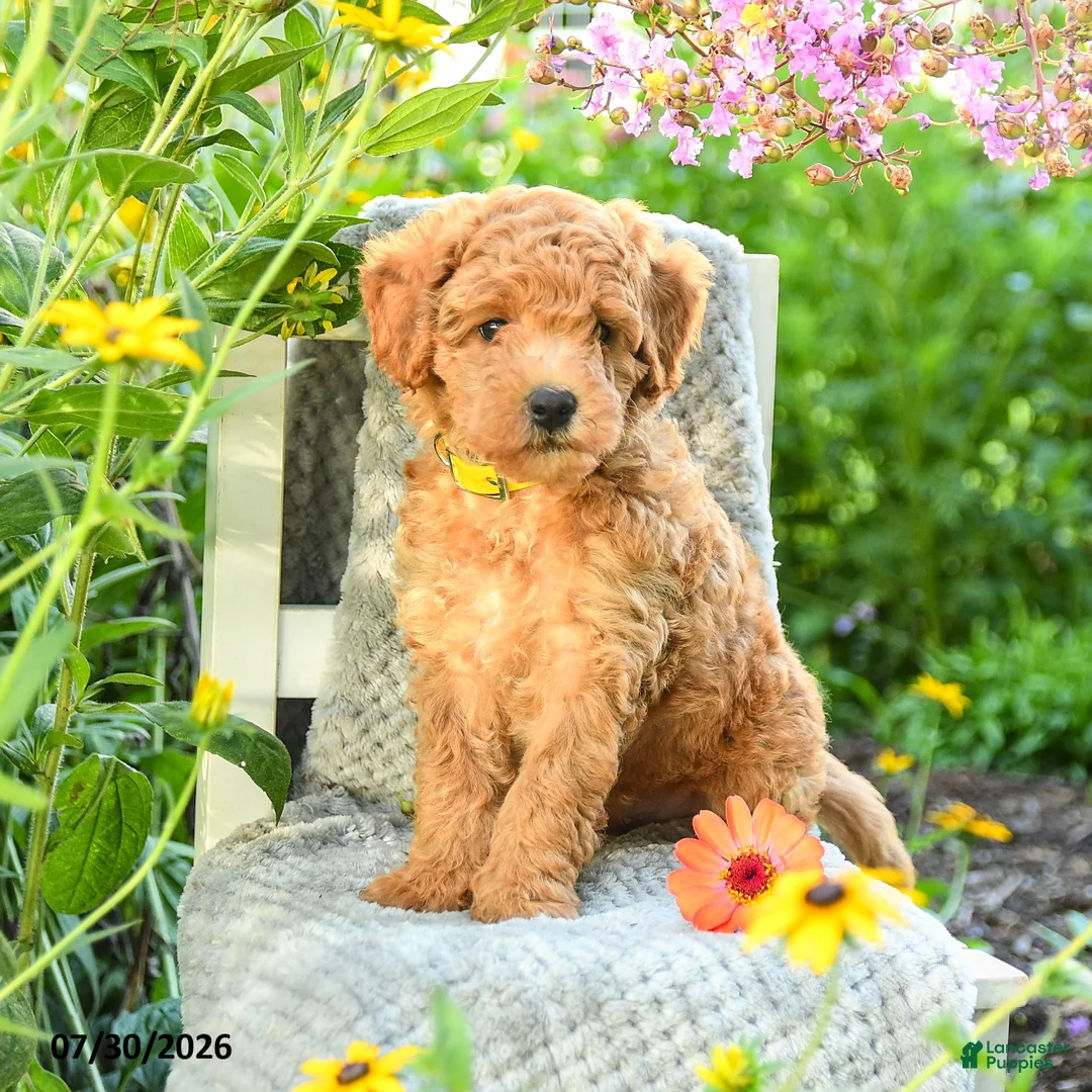 Maltipoo dogs for sale: Sunflower - Ad 2
