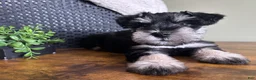 Miniature Schnauzer dogs for sale: Duke - Ad 15