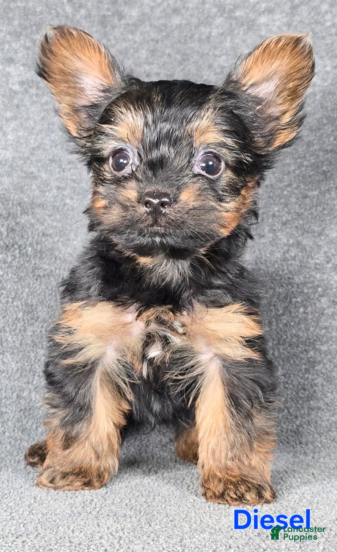 Yorkshire Terrier dogs for sale: Diesel Teacup - Ad 2