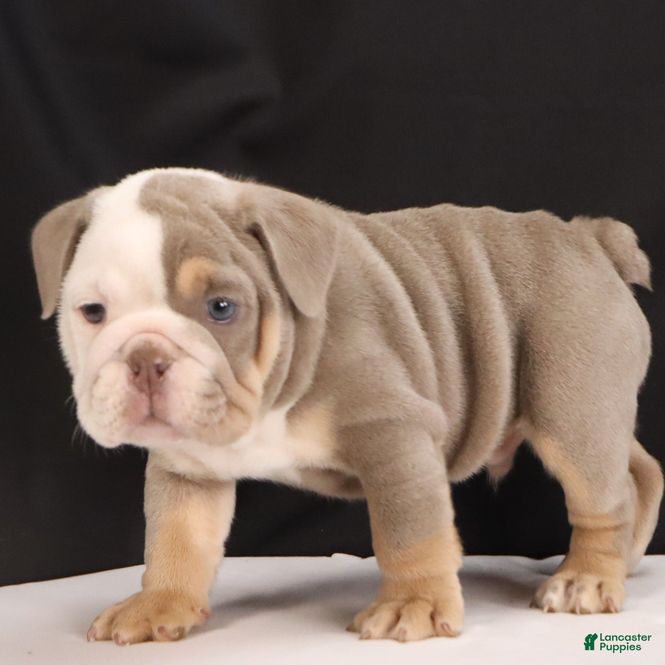 French Bulldog dogs Toby - Ad 1