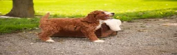 Cavapoo dogs for sale: Blaise Cavapoo  - Ad 4