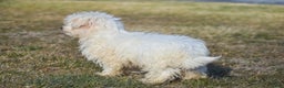 Maltese dogs for sale: Landon - Ad 6