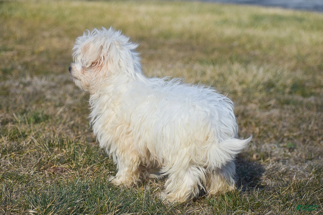 Maltese dogs for sale: Landon - Ad 6