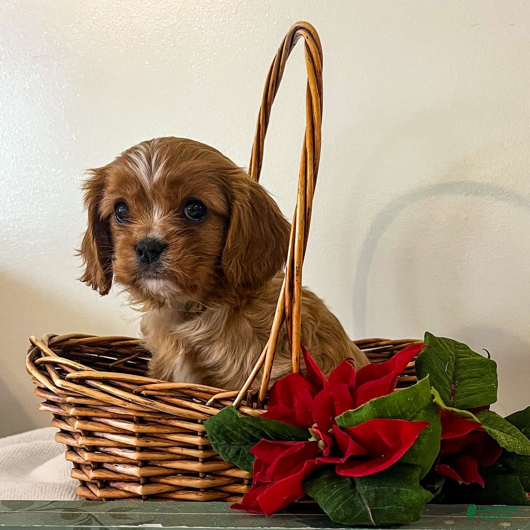 Cavalier King Charles Spaniel dogs for sale: Graham - Ad 3