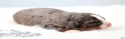 Mini Bernedoodle dogs for sale: Frisco  - Ad 4