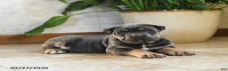 Cane Corso dogs for sale: Wendy - Ad 4