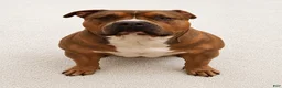 American Bully dogs for sale: American Bully (female#4) - Ad 7
