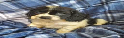 Cocker Spaniel dogs for sale: Frankie - Ad 5
