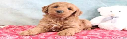 Mini Goldendoodle dogs for sale: Frisky - Ad 4