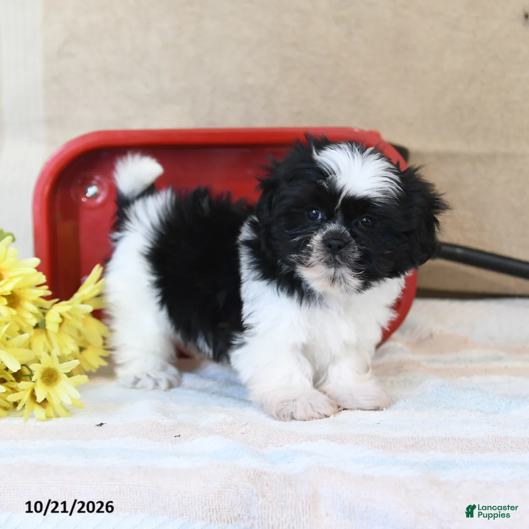 Shih Tzu dogs for sale: Swiss Miss - Ad 2