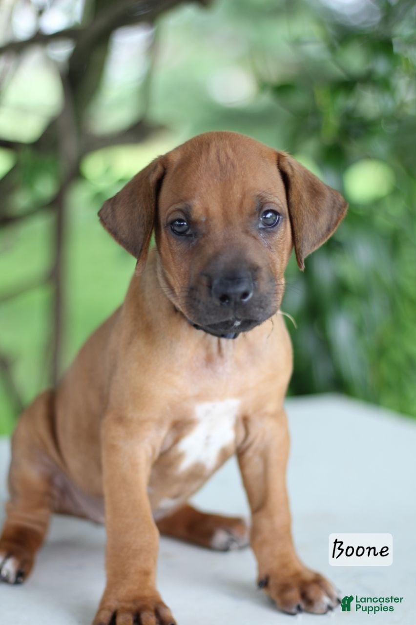 Rhodesian Ridgeback dogs Boone - Ad 1