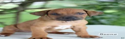 Rhodesian Ridgeback dogs for sale: Boone - Ad 1