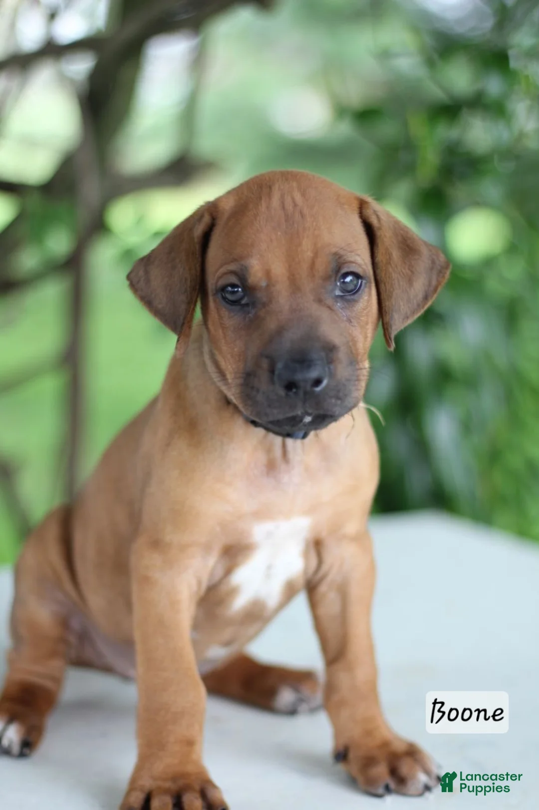 Rhodesian Ridgeback dogs for sale: Boone - Ad 1