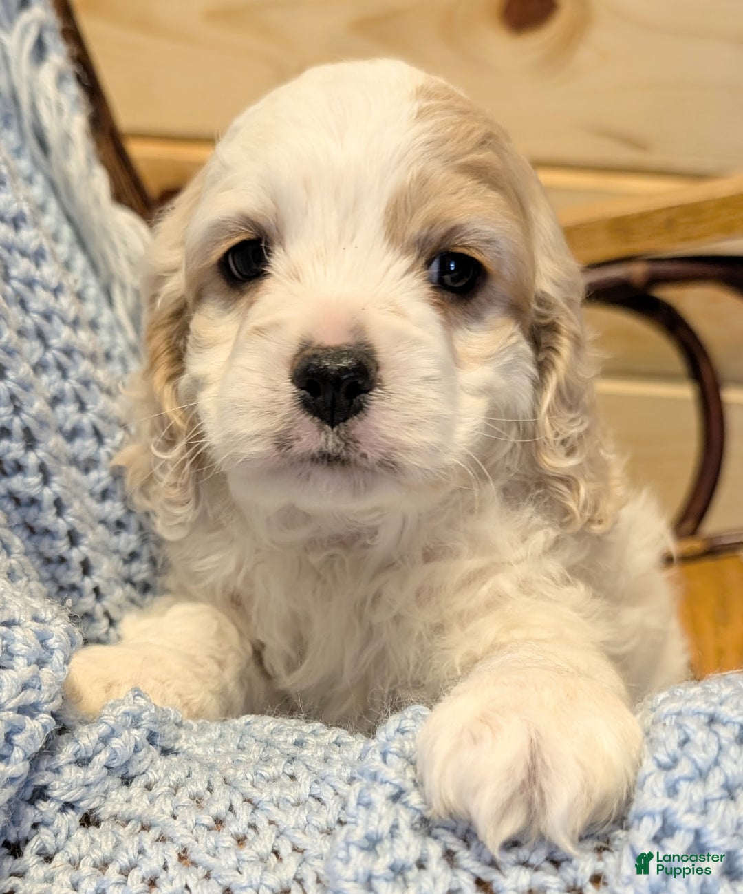 Cockapoo dogs for sale: Patch - Ad 5