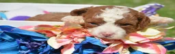 Cavapoo dogs for sale: Callie Cavapoo 3 - Ad 2