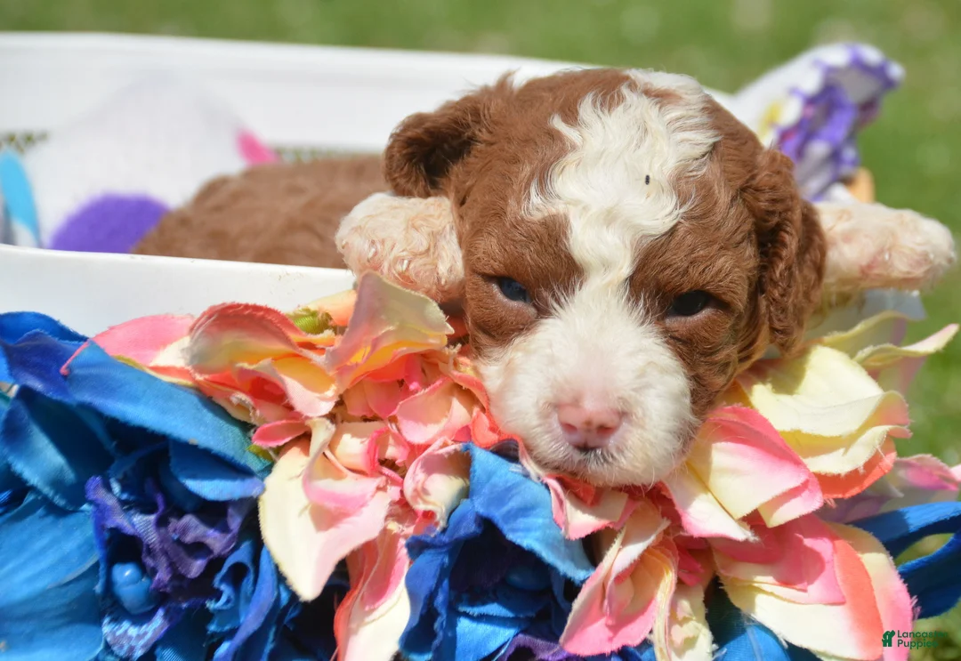Cavapoo dogs for sale: Callie Cavapoo 3 - Ad 2