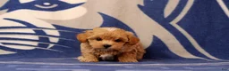 Maltipoo dogs for sale: Beatrice - Ad 1
