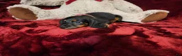 Miniature Dachshund dogs for sale: WALKER - Ad 6