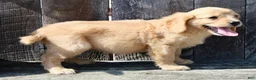 Miniature Golden Retriever dogs for sale: Tulip Female Mini Golden Retriever  - Ad 4