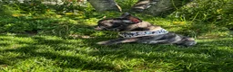 French Bulldog dogs for sale: Amara - Ad 7