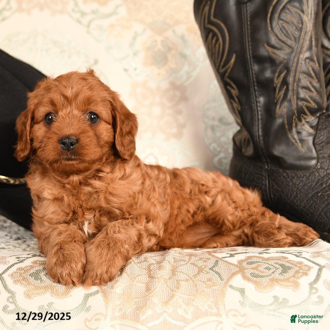 Cavapoo dogs for sale: BunnyBug - Ad 4