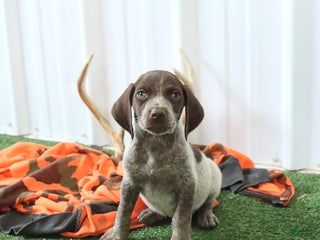 German Shorthaired Pointer dogs - Ad 14