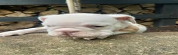 English Bulldog dogs for sale: Dexter - Ad 9