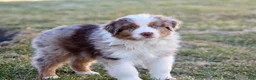 Australian Shepherd dogs for sale: Duke - Ad 5
