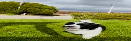 Mixed Breed dogs for sale: 🐶Teddy Bear Yellow 💛 - Ad 8