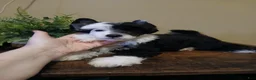 Chinese Crested dogs for sale: Pluto - Ad 1