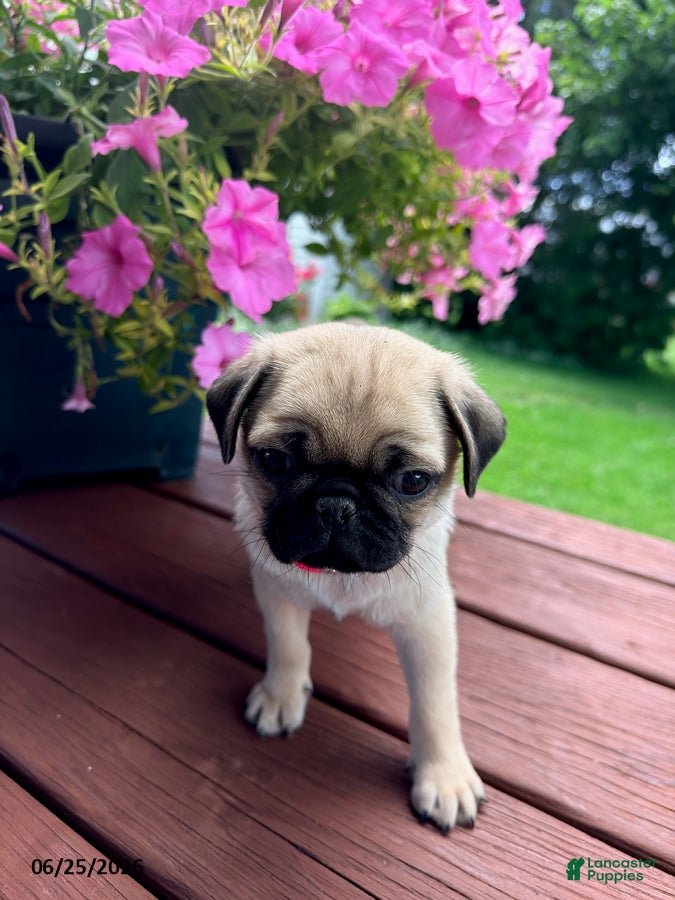 Pug dogs Peanut - Ad 17