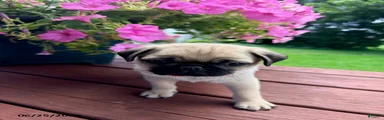 Peanut