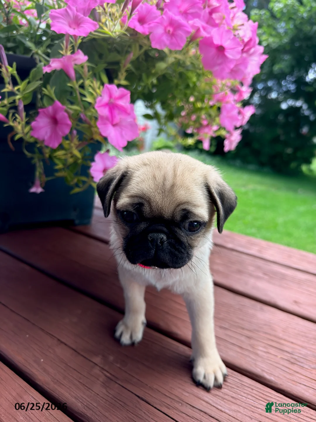 Pug dogs for sale: Peanut - Ad 1