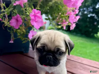 Pug dogs Peanut - Ad 17