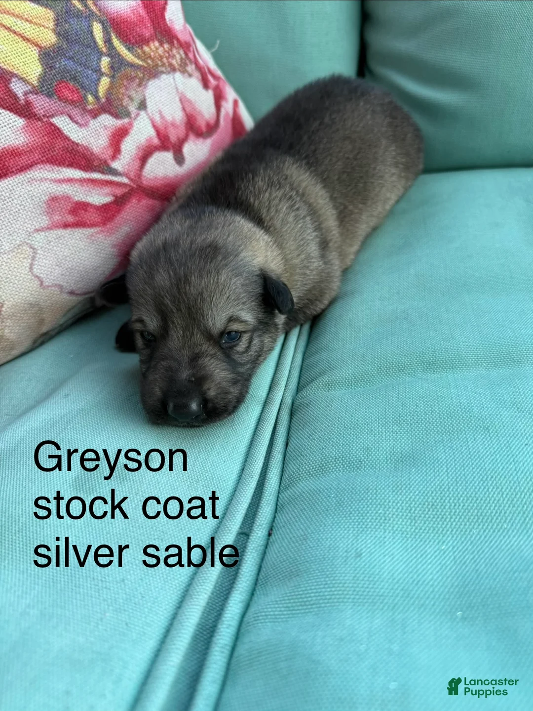 German Shepherd dogs for sale: German Shepherd 10 - Ad 1