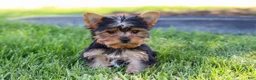 Yorkshire Terrier dogs for sale: Drake - Ad 11