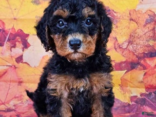 Mini Sheepadoodle dogs - Ad 3