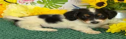 Miniature Dachshund dogs for sale: Oscar - Ad 1