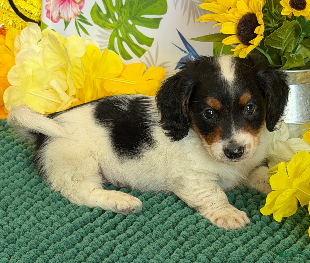 Miniature Dachshund dogs for sale: Oscar - Ad 1