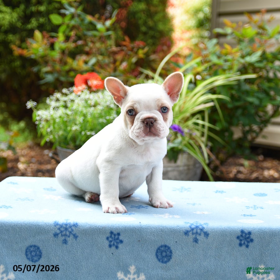 Frenchton dogs Jackson - Ad 2