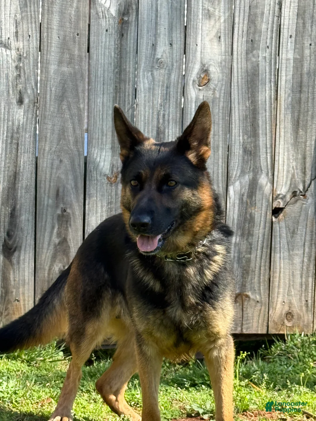 Golden Shepherd dogs for sale: Golden Shepherd Puppy 1 - Ad 2